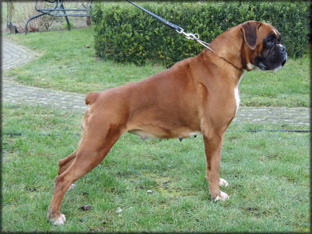 boxer: Italia del Colle Infinito